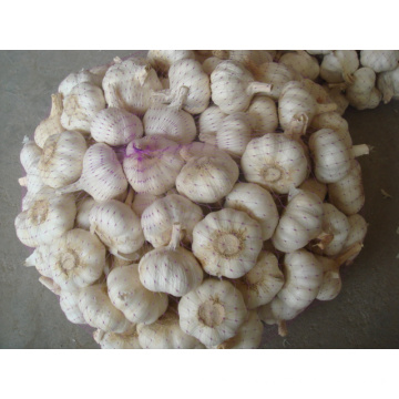 New Crop 5.0cm Normal White Garlic